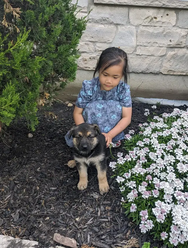 5 Czech Line CKC Registered Working Line German Shepherd in Dogs & Puppies for Rehoming in Owen Sound - Image 8