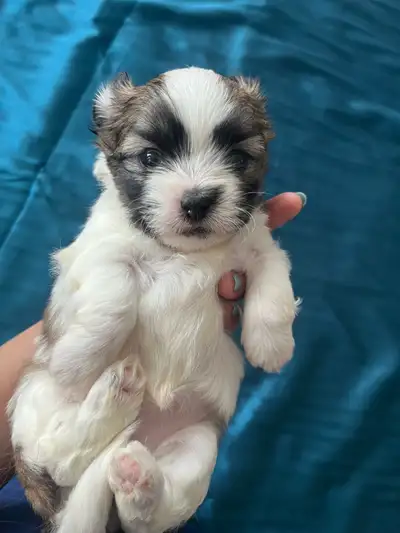 At 6 weeks old, we are already looking for adopters. Serious adopters only! Price Negotiable. Puppie...