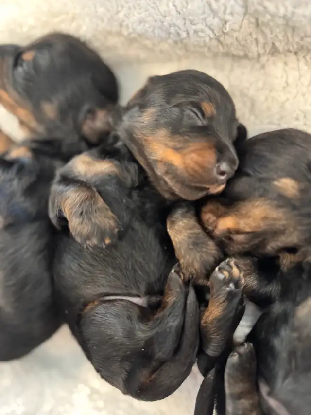 CKC Reg'd Mini Long Haired Dachshund Puppies in Dogs & Puppies for Rehoming in Norfolk County - Image 6