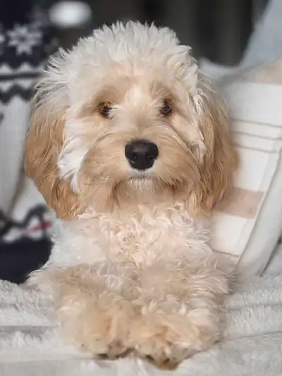 Cockapoo, View more