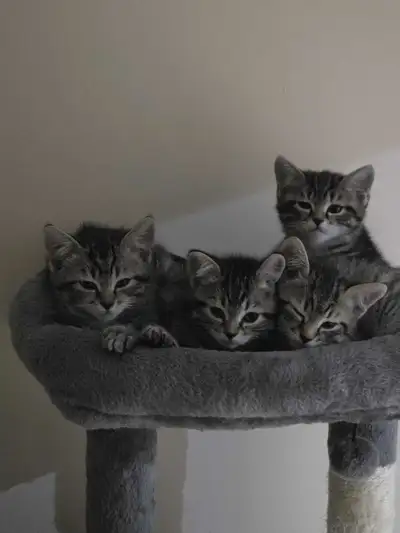 4 Siberian domestic kittens , View more
