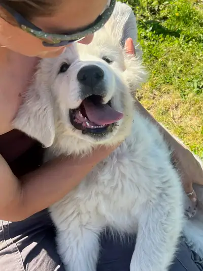 Great Pyrenees/Maremma Puppies and free kittens, View more