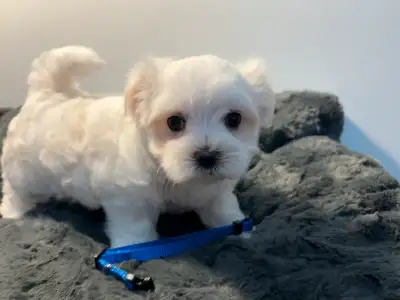 Purebred Maltese puppies, View more