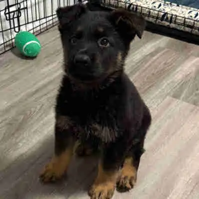 Kiser – Handsome Shepherd Puppy with Dark Coat, View more