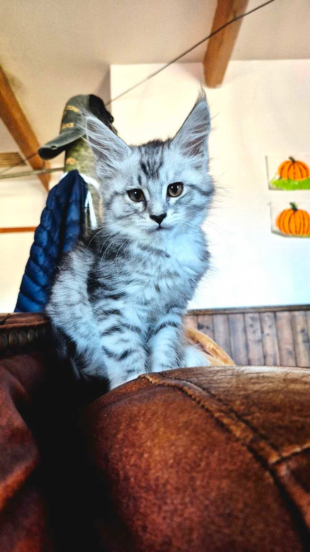 main coon chaton dans Chats et chatons à adopter  à Shawinigan
