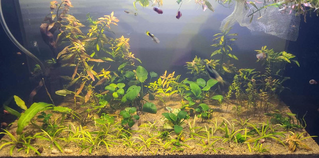 Aquatic plants bundles! in Fish for Rehoming in Trenton - Image 2