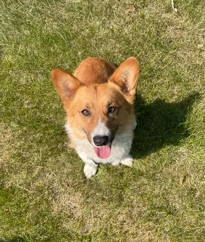 corgi for sale, View more