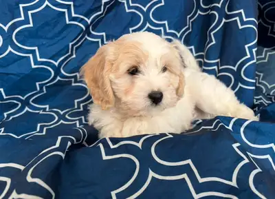 Magnifique petit chiot Cavachon. La maman est une bichon frisé et le papa est notre cavalier King Ch...