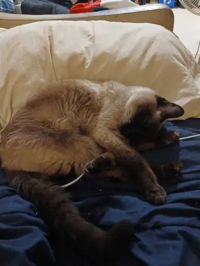 Searching for an older indoor Siamese cat, View more