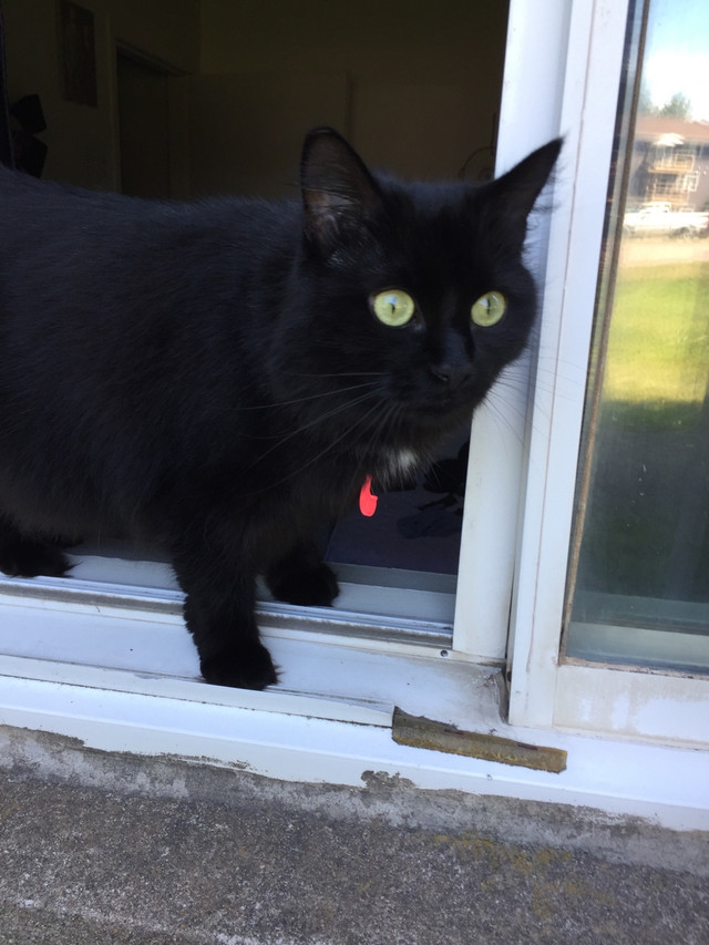 Black female cat fixed. Need her gone asap Cats & Kittens for Rehoming Cape Breton Kijiji