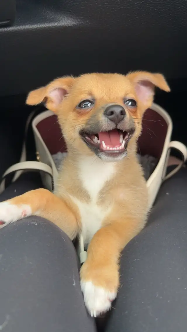 dog Chihuahua/pomeranian in Dogs & Puppies for Rehoming in City of Montréal - Image 3