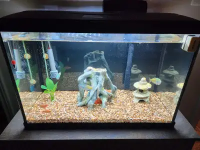 20 gallon aquarium with stand, livestock and supplies , View more