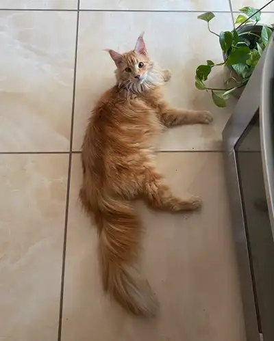 Mainecoon for sale, View more