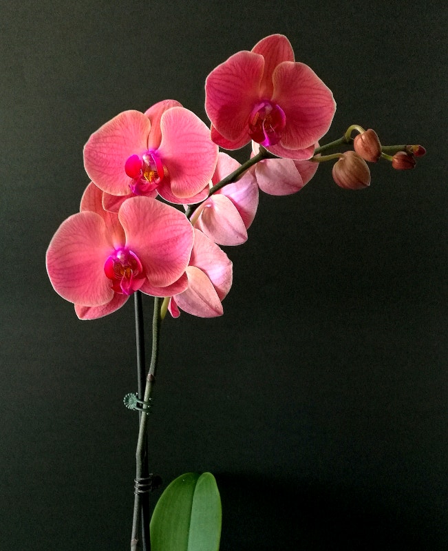 Orchid Plant Food Plants, Fertilizer & Soil City of Toronto Kijiji