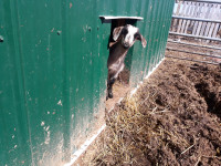 Baby goat kids for sale, boer x kiko