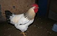 Columian Rock Rooster
