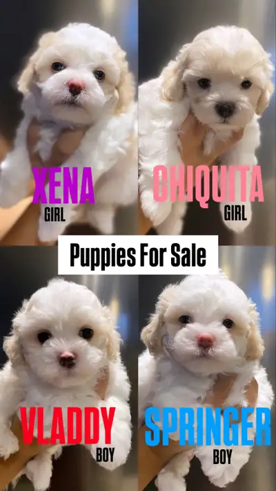 Puppies for Sale - Shichons (Shih Tzu x Bichon Frise) 10 Wks Old, View more