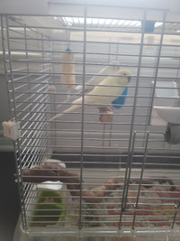 2 Baby Budgies For Sale