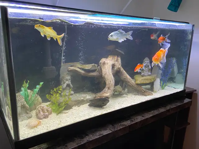 75 GALLON AQUARIUM FISH TANK $1100 - Pickering in Accessories in City of Toronto - Image 6