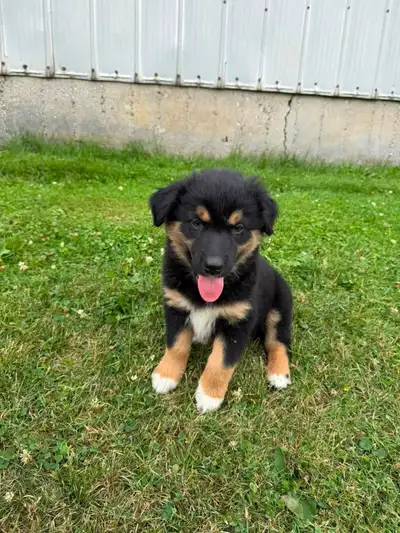  Australian Shepherd puppy , View more