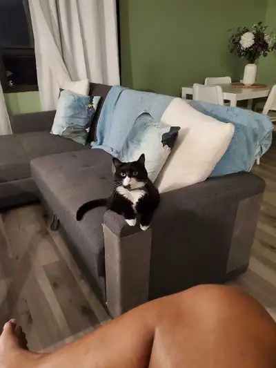 sectional couch, View more