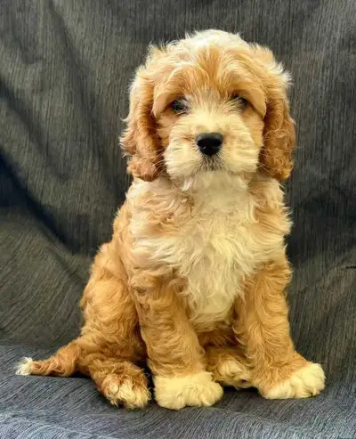 We have two absolutely adorable Mini Cockapoo puppies looking for loving homes. These puppies are be...