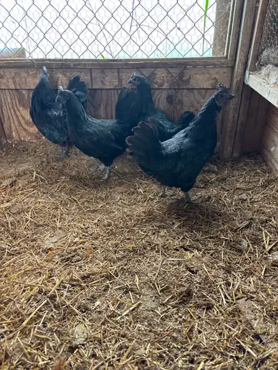 Ayam cemani chickens for sale. I have a quad for sale so 3 hens and 1 rooster. I am asking 75 each o...