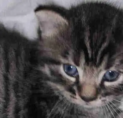 One male tabby kitten for rehoming ., View more