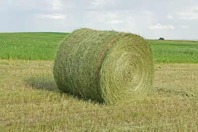 looking for hay and straw bales between Andrew and mundare, View more