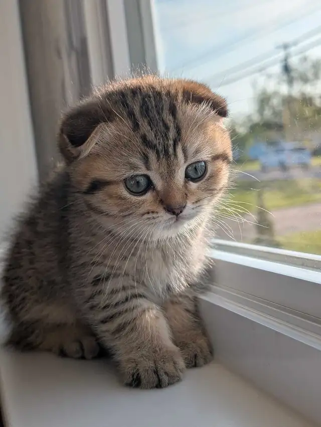 Scottish fold X British Shorthair Kittens in Cats & Kittens for Rehoming in Moncton - Image 10