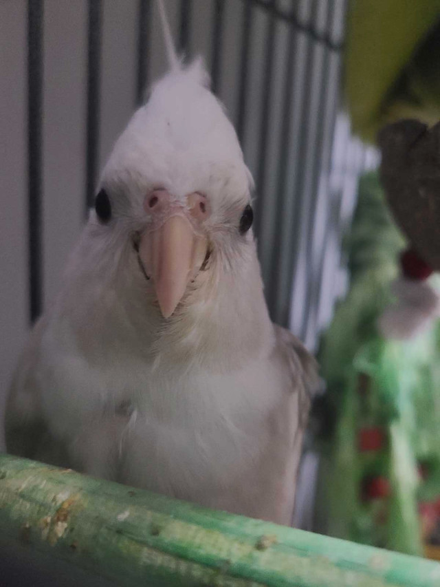 Cockatiel in Birds for Rehoming in Leamington - Image 2