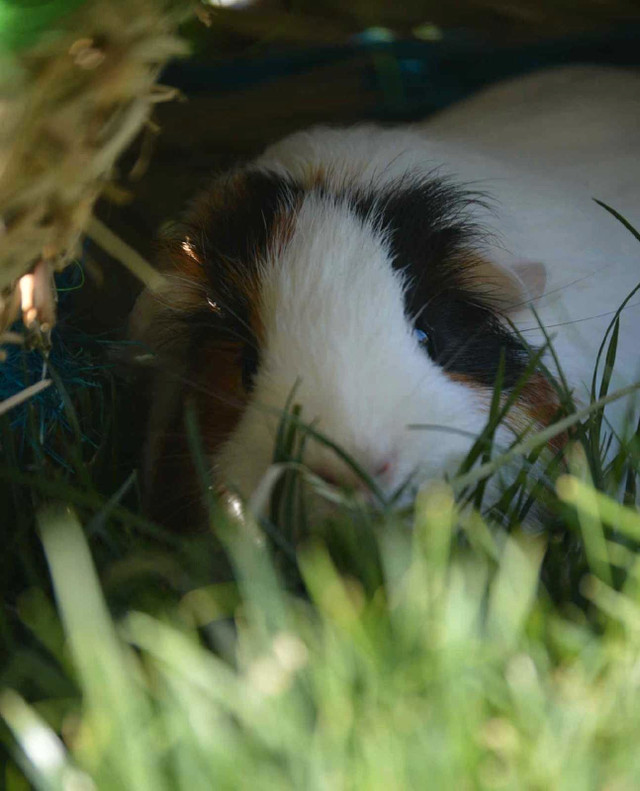 female guinea pig in Small Animals for Rehoming in Abbotsford - Image 4