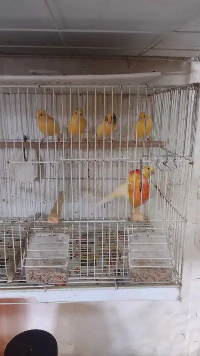 Hi i have a young selection for sale pure American singers good quality bird's show birds males star...