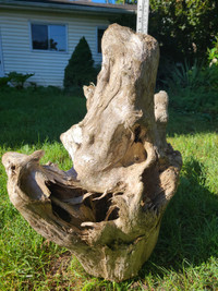 Driftwood from Southern Georgian Bay