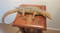 Large and Lifesize Monitor Lizard