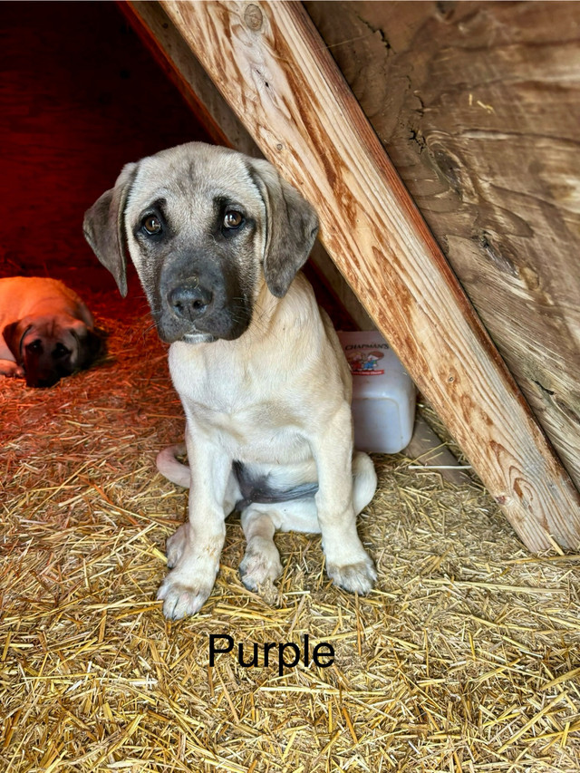 Full kangals - only 3 remaining!  in Dogs & Puppies for Rehoming in Lethbridge - Image 2