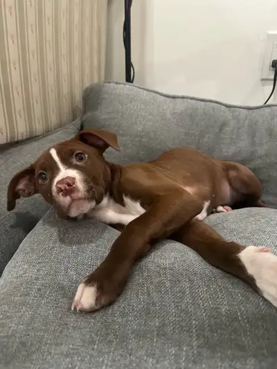 9-Week-Old Staffy Staffy x Rottweiler  Puppy, View more