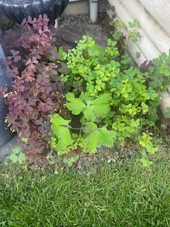 Oxalis yellow flowering purple PERENNIAL Plant for sale in Plants, Fertilizer & Soil in Calgary