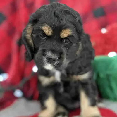 chiots épagneul Cocker Américain , View more