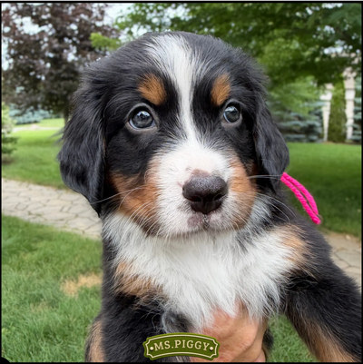 Guardian Homes Wanted - Bernese Mountain Dogs!, View more