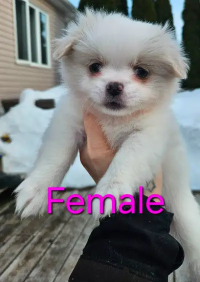 Both parents are on site. Puppies are well socialized and raised in a family oriented and loving hom...