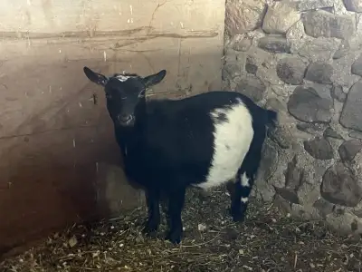 Registered Nigerian Dwarf doe. She’s good with all other livestock and electric fences. She’s had se...