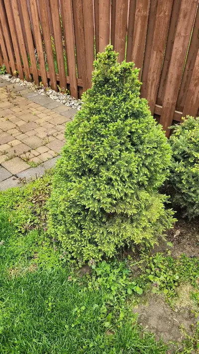 Evergreen Tree, View more