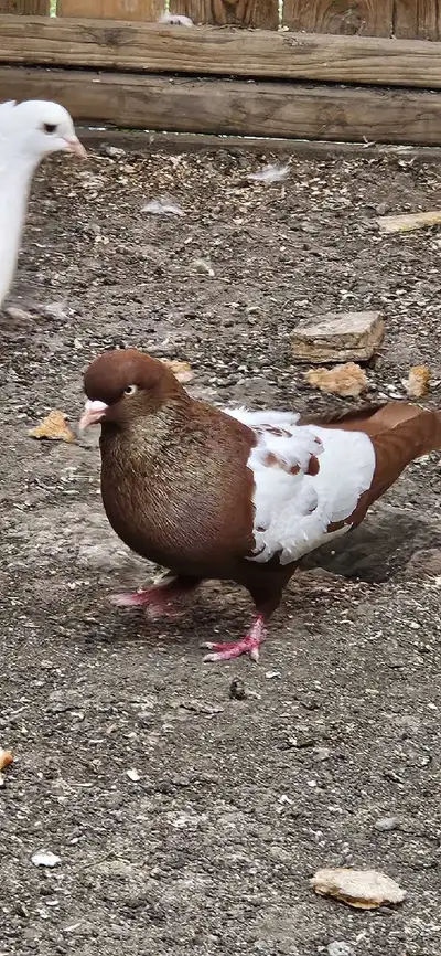 pigeons for sale, View more