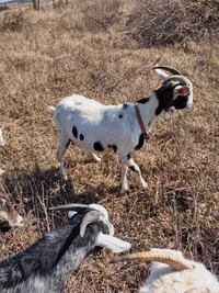 Closing down hobby farm - Goats for sale!!
