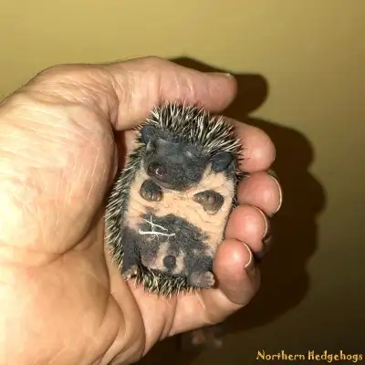 Pedigreed Hedgehog Babies from local Ethical Breeder, View more