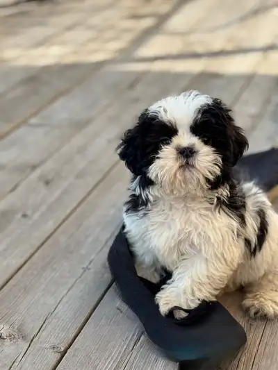 Shih Tzu puppies looking for their forever homes. 7 weeks old at the moment. You can hold them for a...