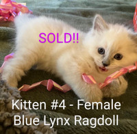 Purebred Ragdoll Kittens for Sale.  All of them are sold 
