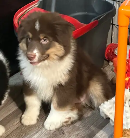 We have very social and lovable puppies Ready to leave our care and looking for new couches to snugg...