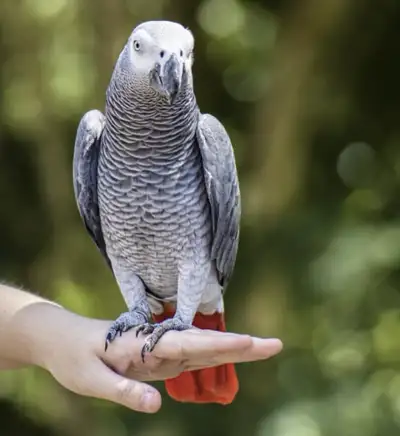 African grey parrot, View more